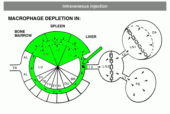 injection-1-intravenous