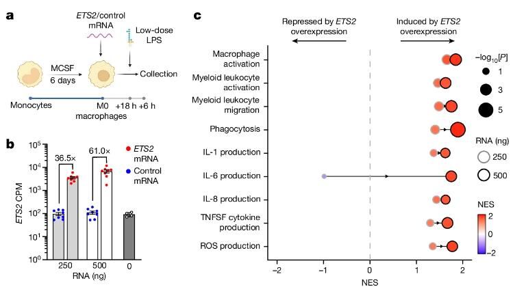 ETS2 orchestrates macrophage inflammatory responses